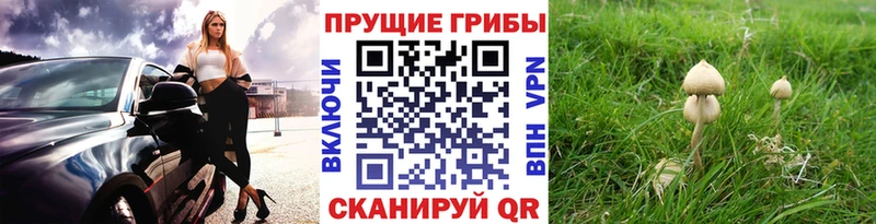 Купить  Прохладный  Галлюциногенные грибы Cubensis 